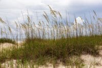 Sea oat grass in front of menacing clouds at the shore on St. Augustine beach in Florida.
